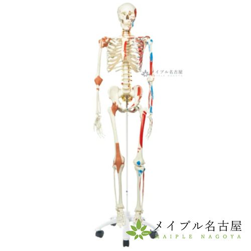 ３Ｂ社製　　等身大骨格モデル～スーパースケルトン～Ａ１３