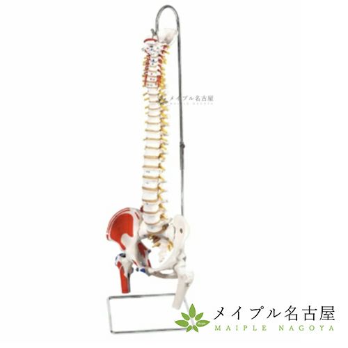 ３Ｂ社製　　脊柱可動型モデル　大腿骨、筋・起始／停止表示付き　Ａ５８/３　（スタンド付）