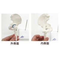 ３Ｂ社製　　ミニ関節モデル　股関節　Ａ８４/１