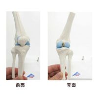 ３Ｂ社製　　ミニ関節モデル　膝関節　Ａ８５/１