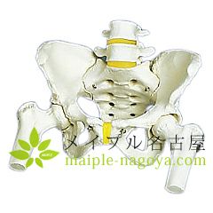 ３Ｂ社製　　骨盤モデル　【女性】　Ａ６２