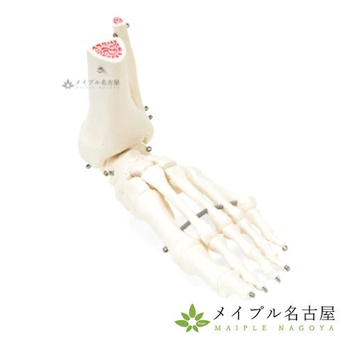 ３Ｂ社製　　足の骨モデル　Ａ３１