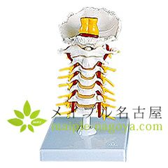 ３Ｂ社製　　頸椎　Ａ７２