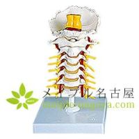 ３Ｂ社製　　頸椎　Ａ７２