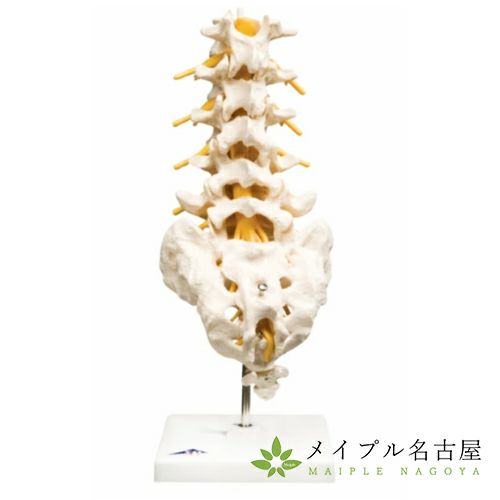 3B社製腰椎モデルA74