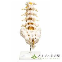 3B社製腰椎モデルA74