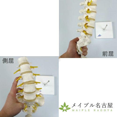 3B社製腰椎モデルA74