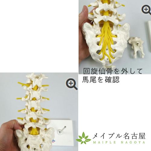3B社製腰椎モデルA74