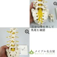 3B社製腰椎モデルA74