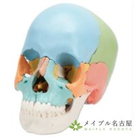 3B社製 頭蓋骨22分解キット マルチカラー仕様 A291の