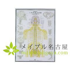 人体神経系統図の通販なら5,000点以上の豊富な品揃えのメイプル
