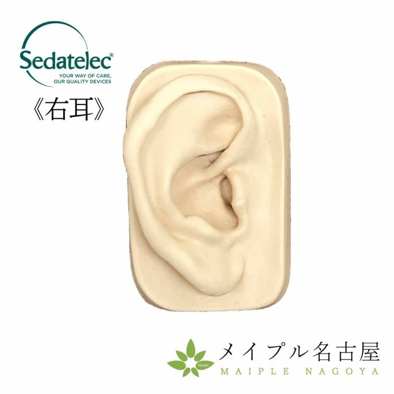 シリコン耳模型_右